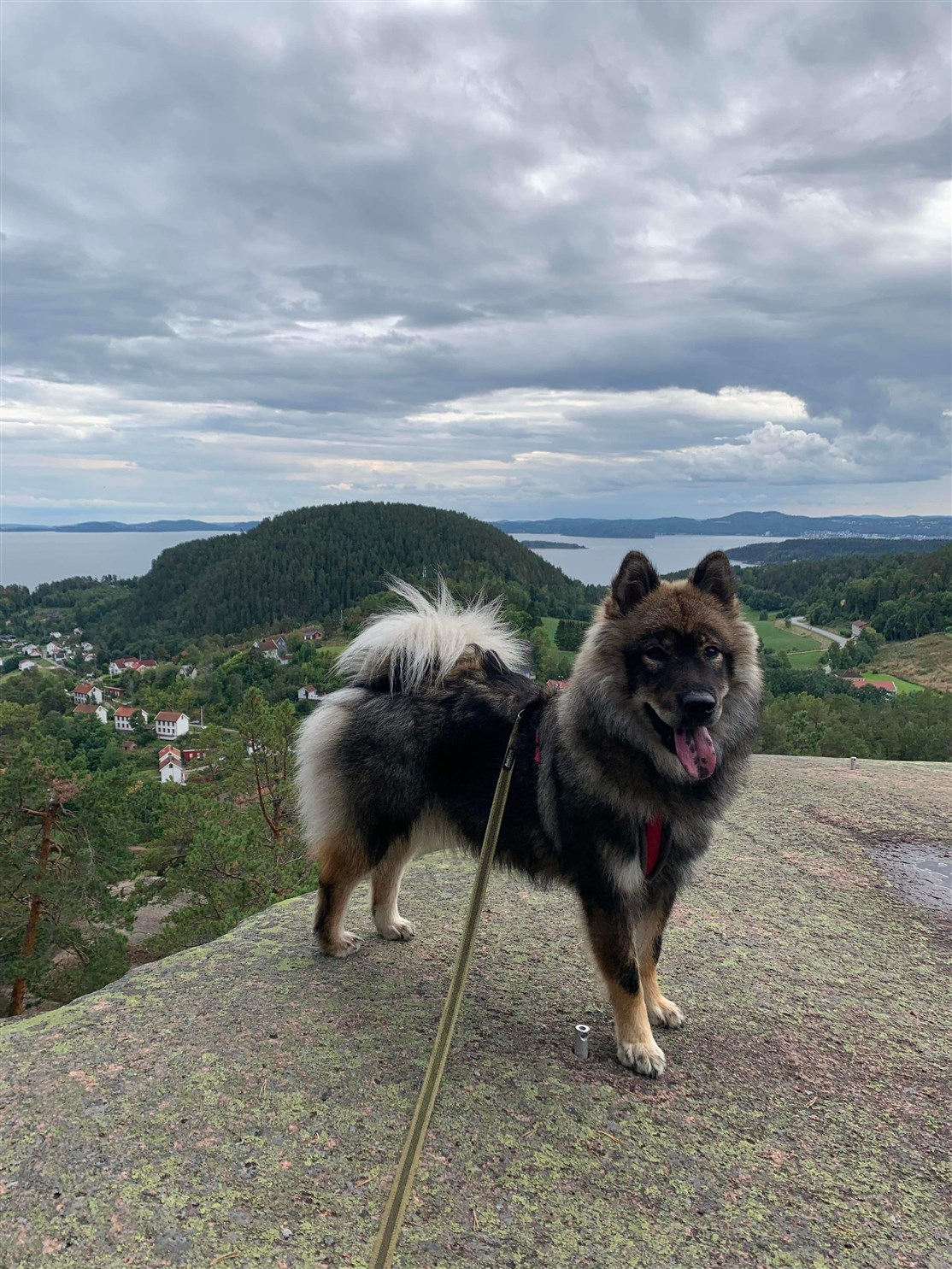 Skovhedens Margit der bor i Norge
