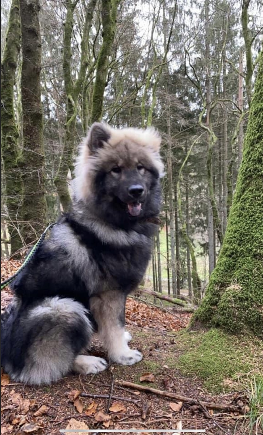 Skovhedens Bowie