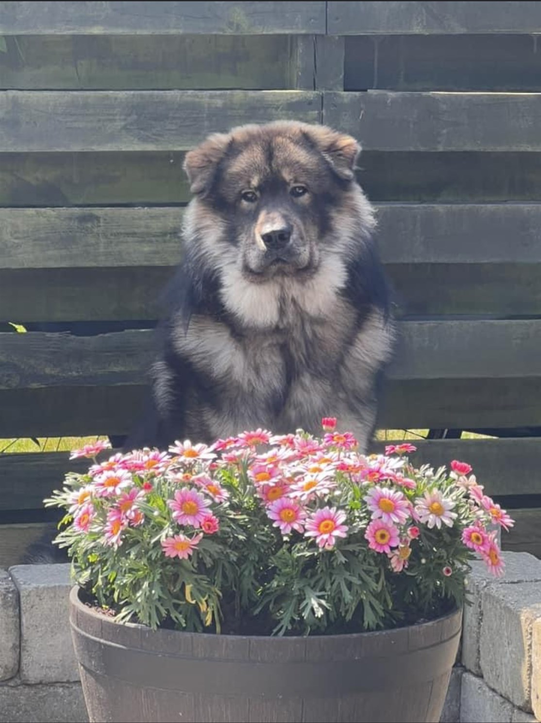 Skovhedens Eiko