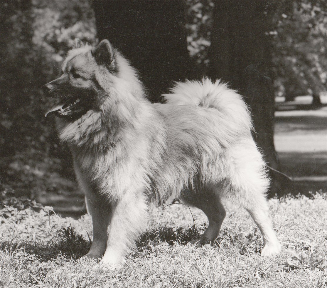 Bogen om Spidhunde fra 1983
LINDA SØRENSEN