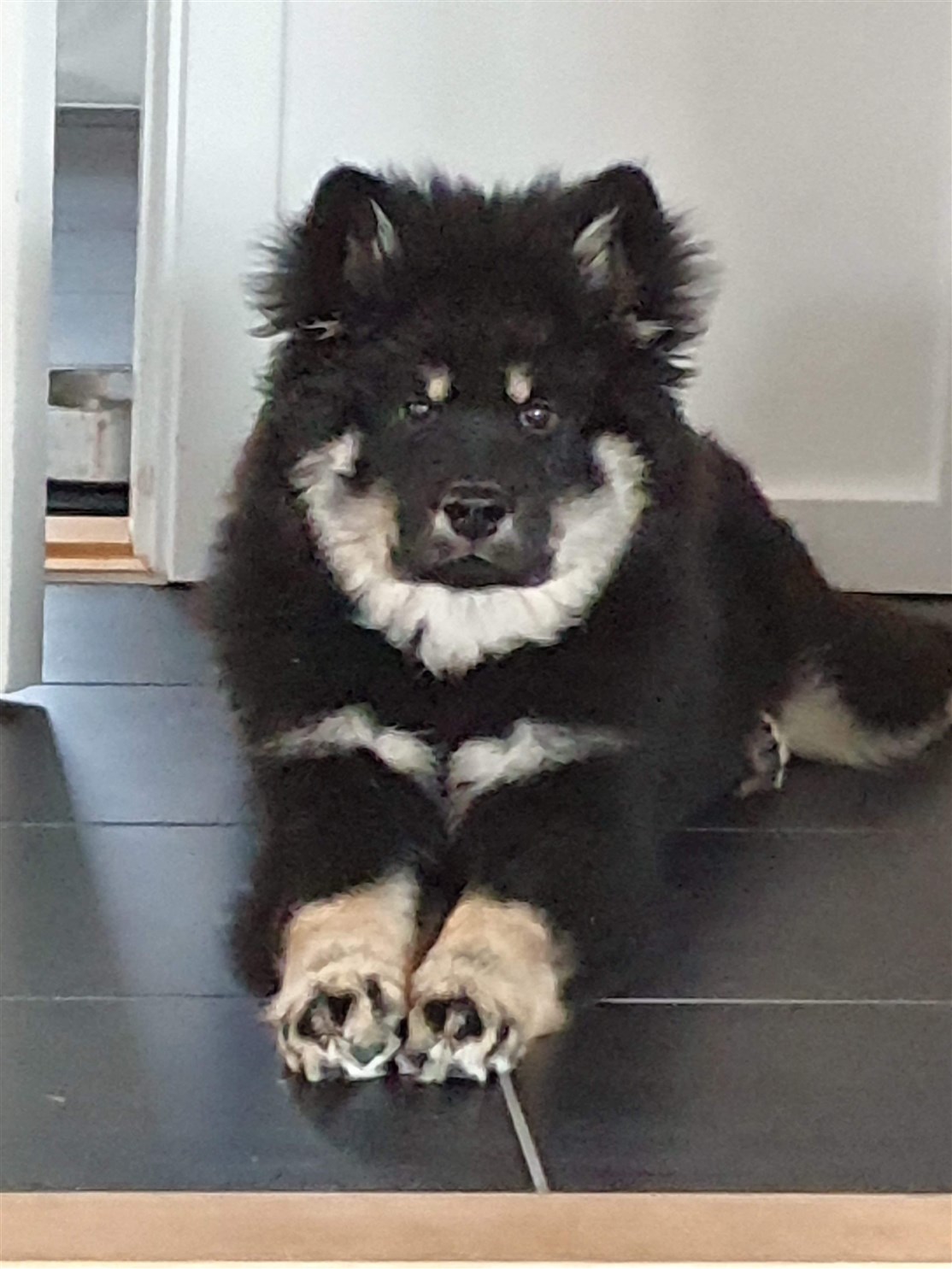 Skovhedens Chewbacca