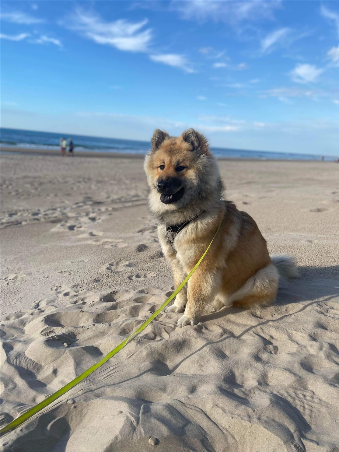 Skovhedens Akita