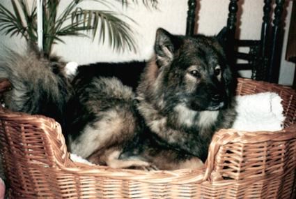 Mabuhs A-Una - Første eurasier, født i Danmark