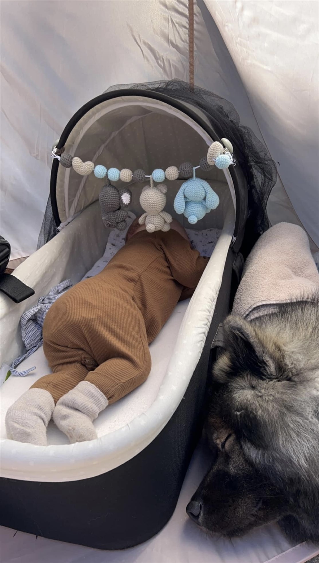 Skovhedens Pinjo sover middagslur med lillebror