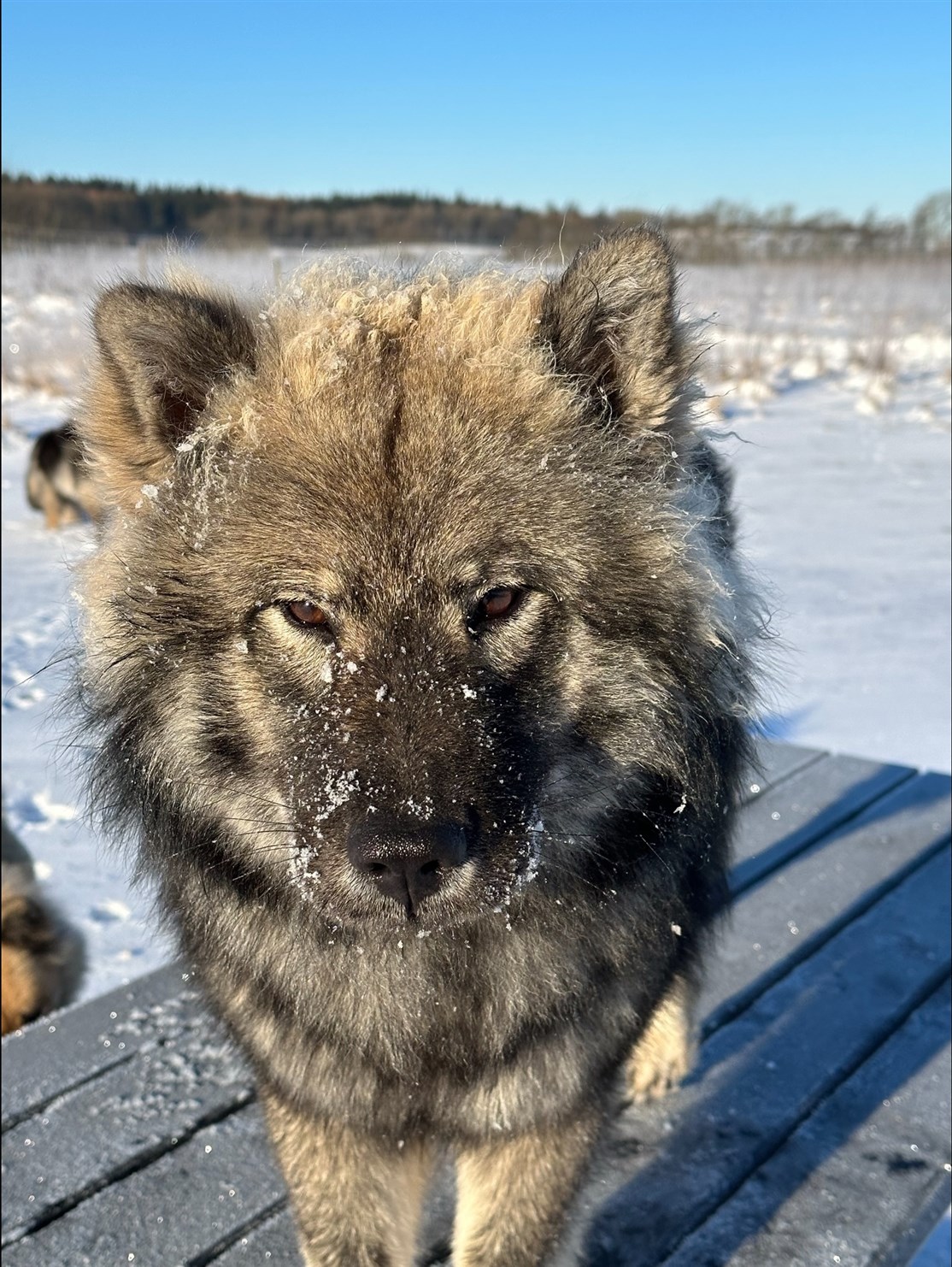 Skovhedens Eydis ❤️