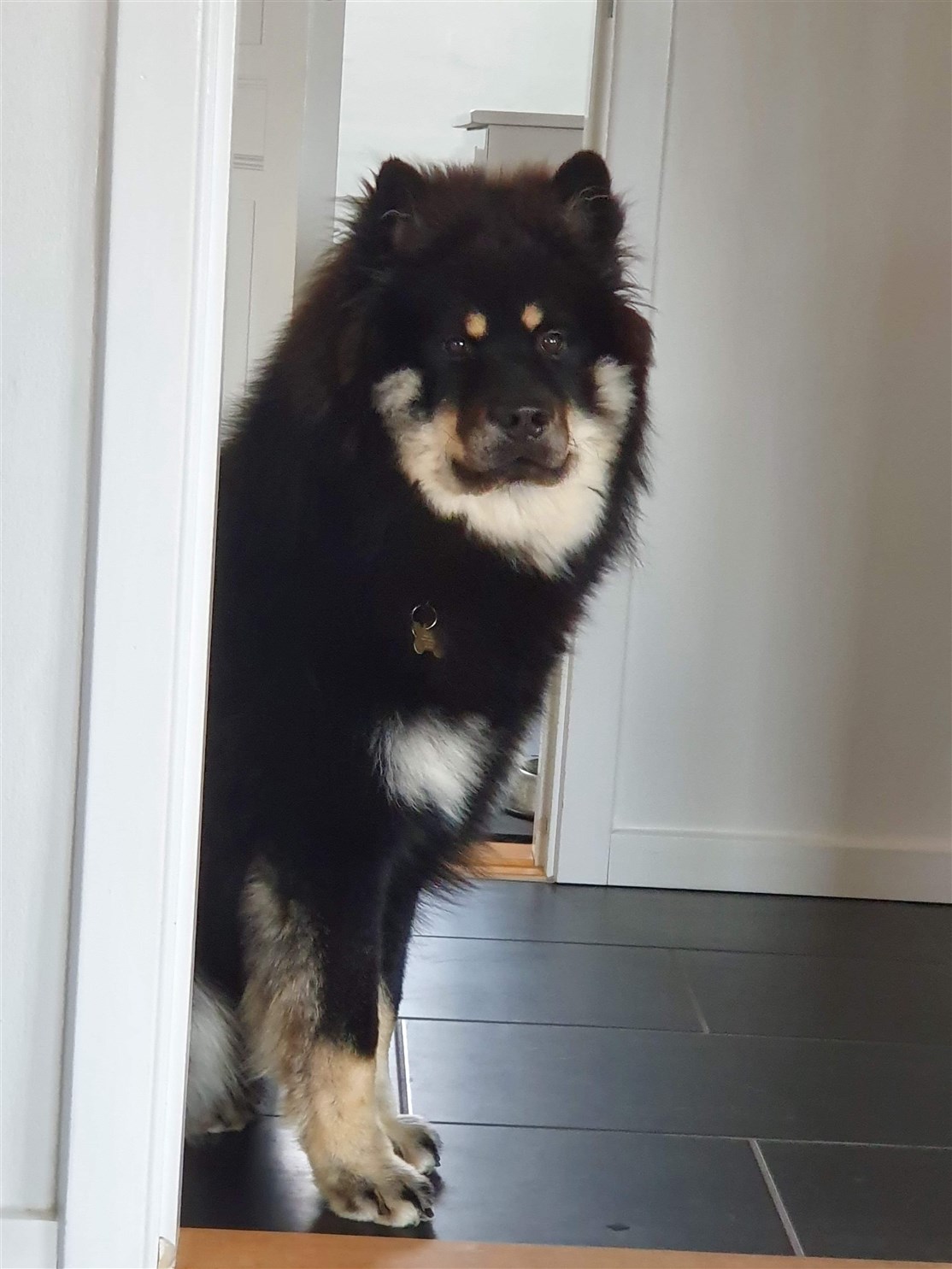 Skovhedens Chewbacca
