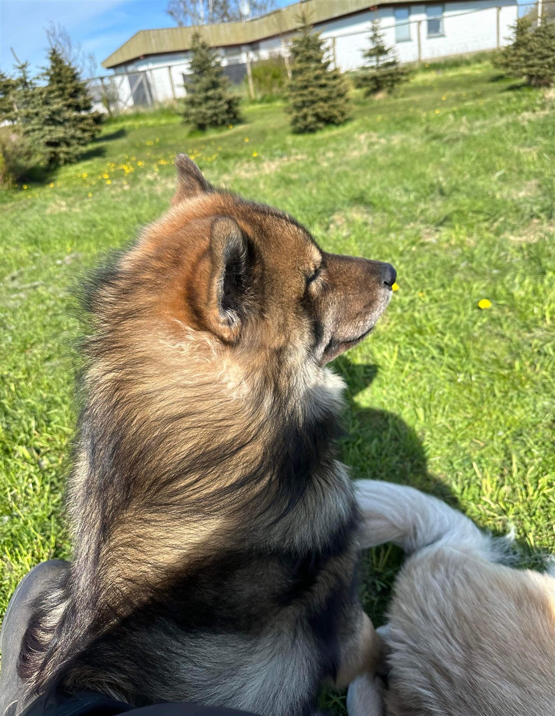 Skovhedens Eiko