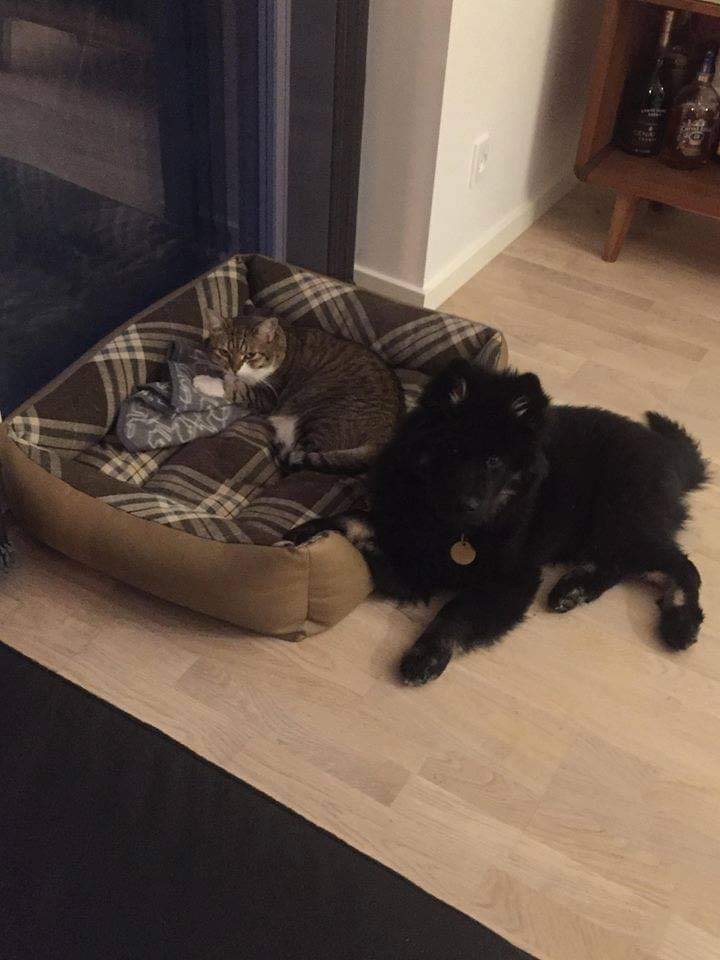 Skovhedens Bisou med sin bedste ven katten