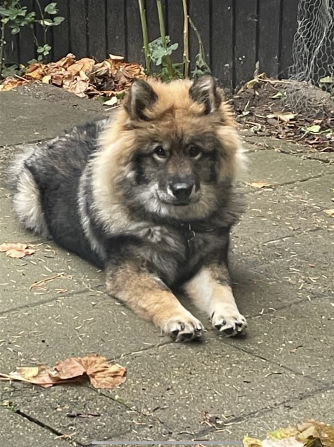 Skovhedens Yoko