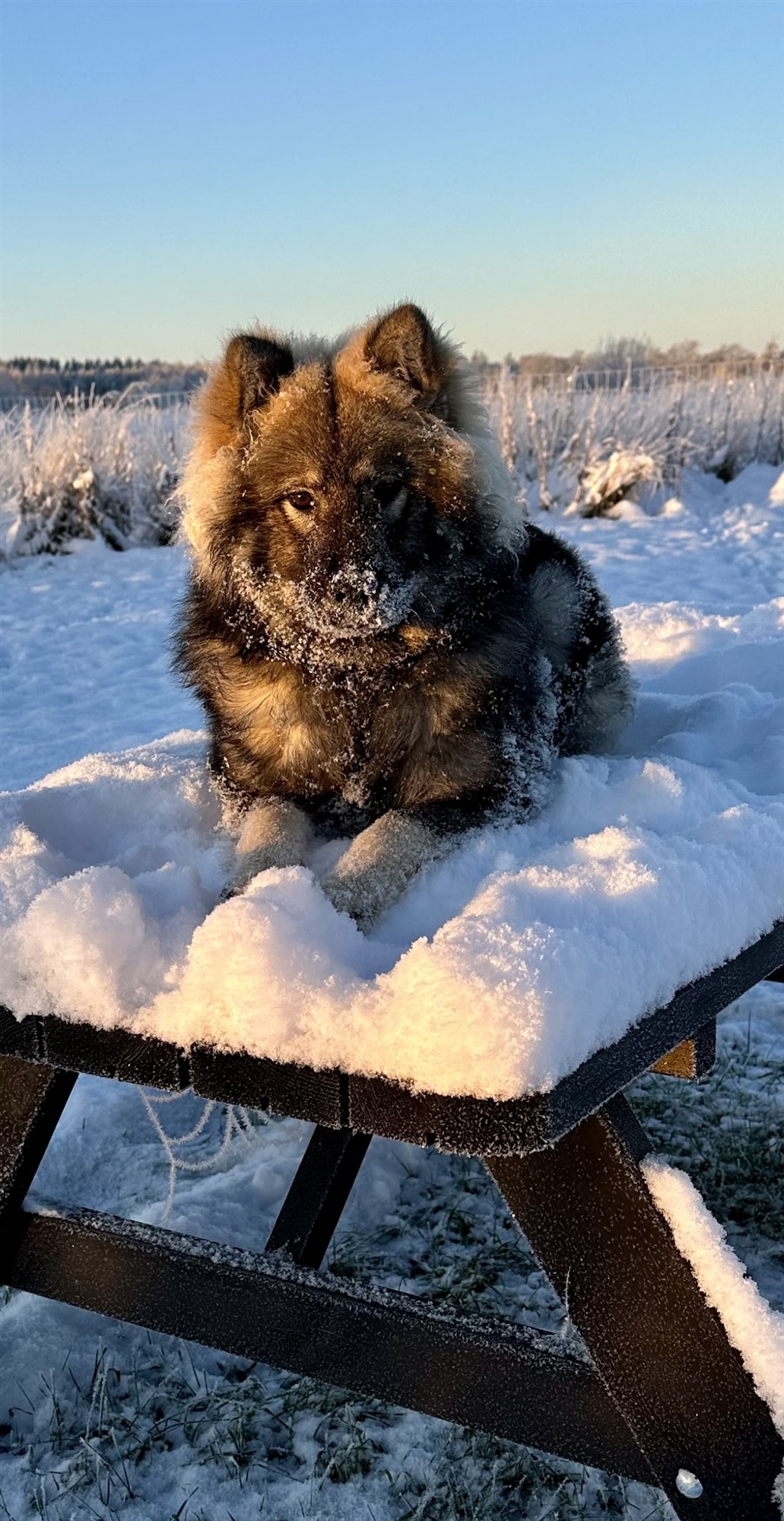 Skovhedens Eydis